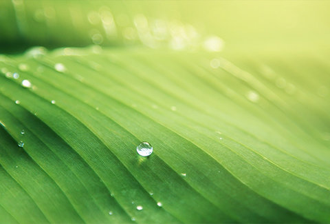 480x325-green.jpg?Revision=gxj1&Timestamp=B7KxFx