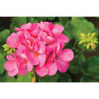 Pink Geranium in 4 In. Pot Image 1
