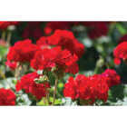 Red Geranium in 4 In. Pot Image 1