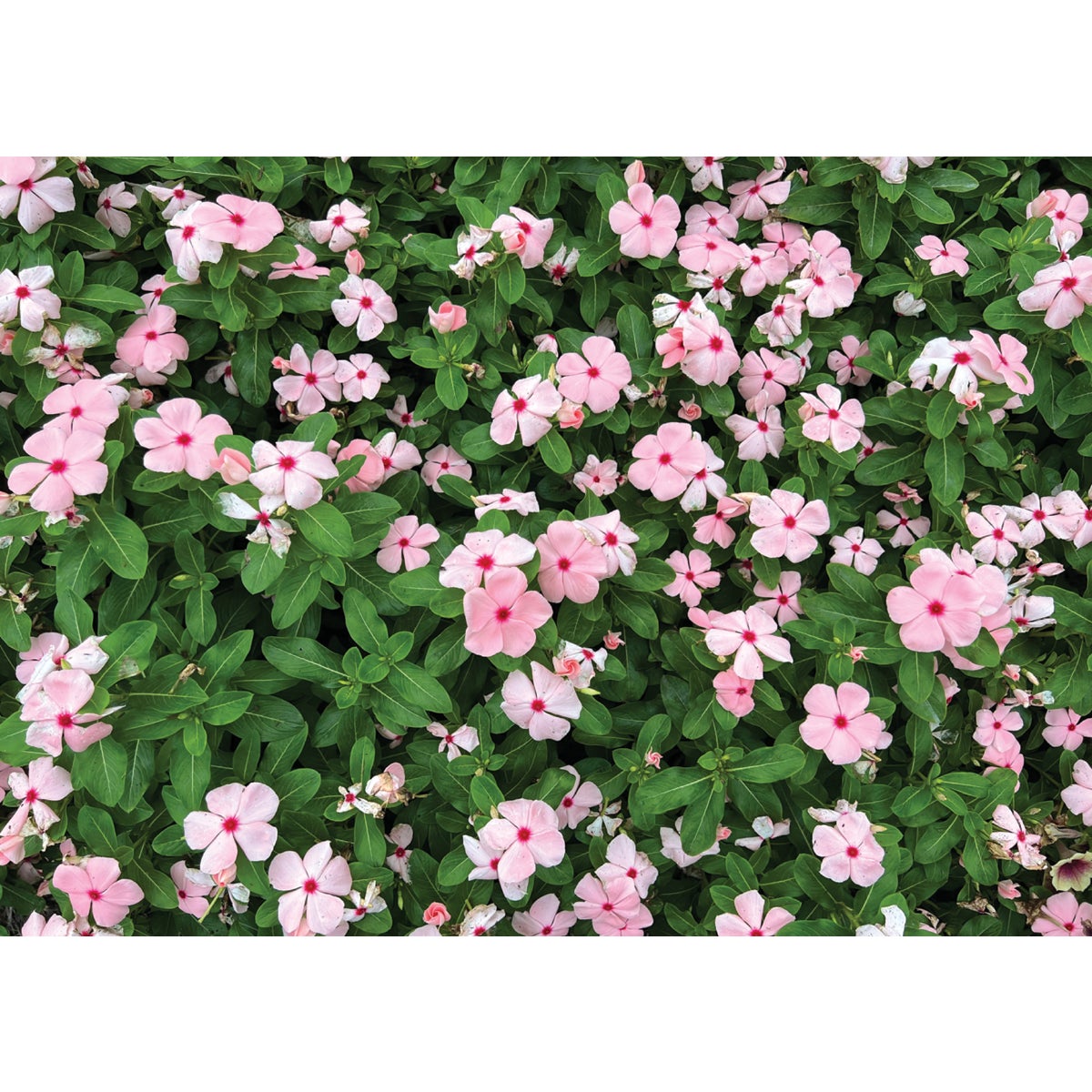 Pink Vinca in 4 In. Pot