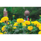 Yellow Marigold in 4 In. Pot Image 1