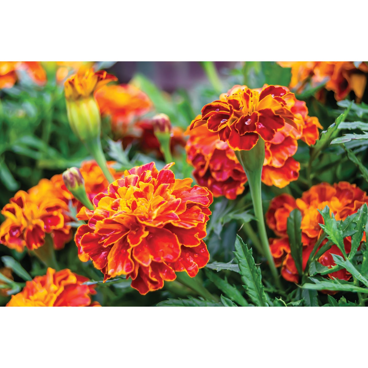Bi-Color Marigold in 4 In. Pot