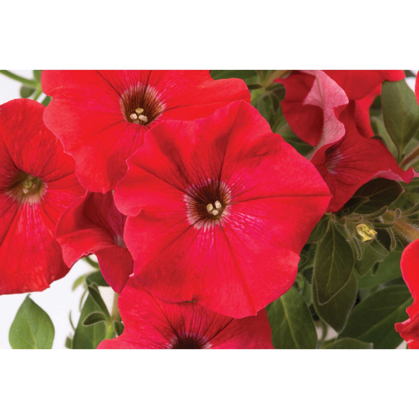 Red Petunia in 4 In. Pot Image 1
