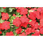 Red Impatiens in 4 In. Pot Image 1