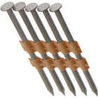 Grip-Rite 21 Degree Plastic Strip Stainless Steel Full Round Head Framing Stick Nail, 3-1/4 In. x .120 In. (1000 Ct.) Image 1