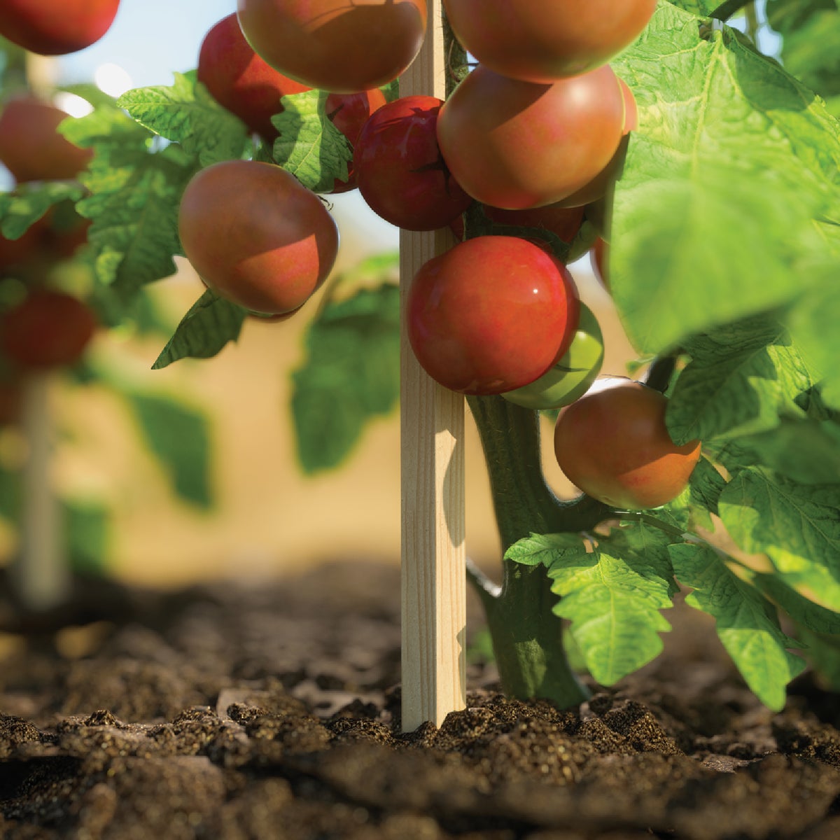 Greenes Fence 4 Ft. Wood Plant Stake Image 2