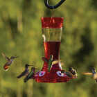 More Birds Garnet 20 Oz. Glass Hummingbird Feeder Image 2