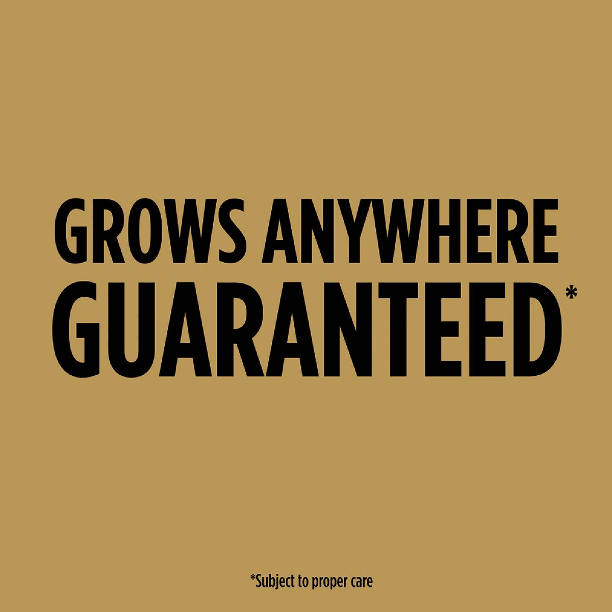 Scotts EZ Seed 2 Lb. Sun & Shade Dog Spot Repair Mulch, Seed and Soil Amendment Combination Image 2