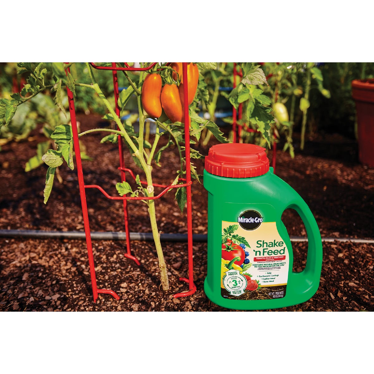 Miracle-Gro Shake 'n Feed 4.5 Lb. Tomato, Fruit & Vegetable Plant Food Image 2