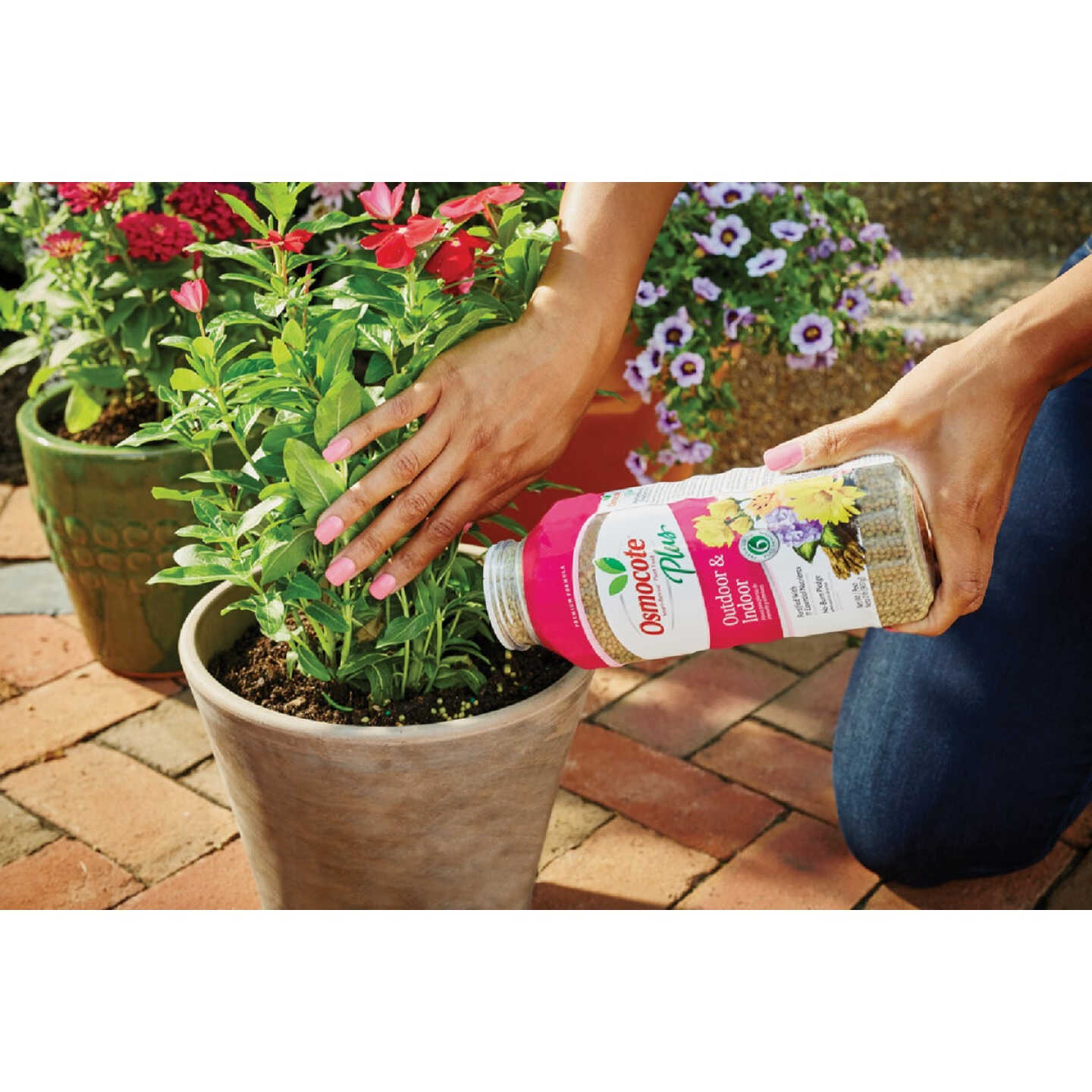 Osmocote Smart-Release Plus 2 Lb. Outdoor & Indoor Plant Food Image 4