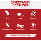 TOMCAT Rat Size Mouse Glue Trap (2-Pack) Image 4