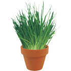 3PC TRIO KITCHEN HERB Image 4