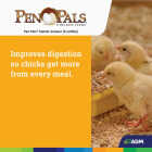 ADM Pen Pals 25 Lb. Chicken Starter/Grower Chicken Feed Image 5