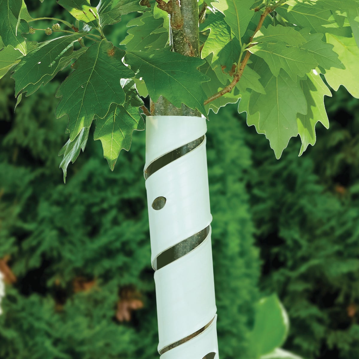 Master Mark 4 In. W. x 24 In. L. Spiral Tree Protector (2-Pack) Image 3