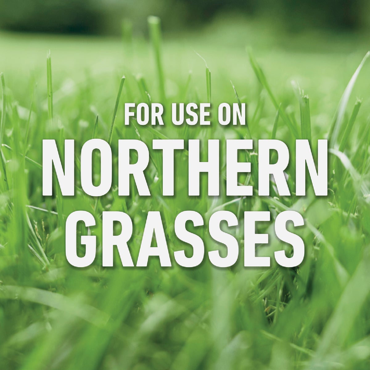Roundup For Lawns 1.25 Gal. Refill Northern Formula Weed Killer Image 4