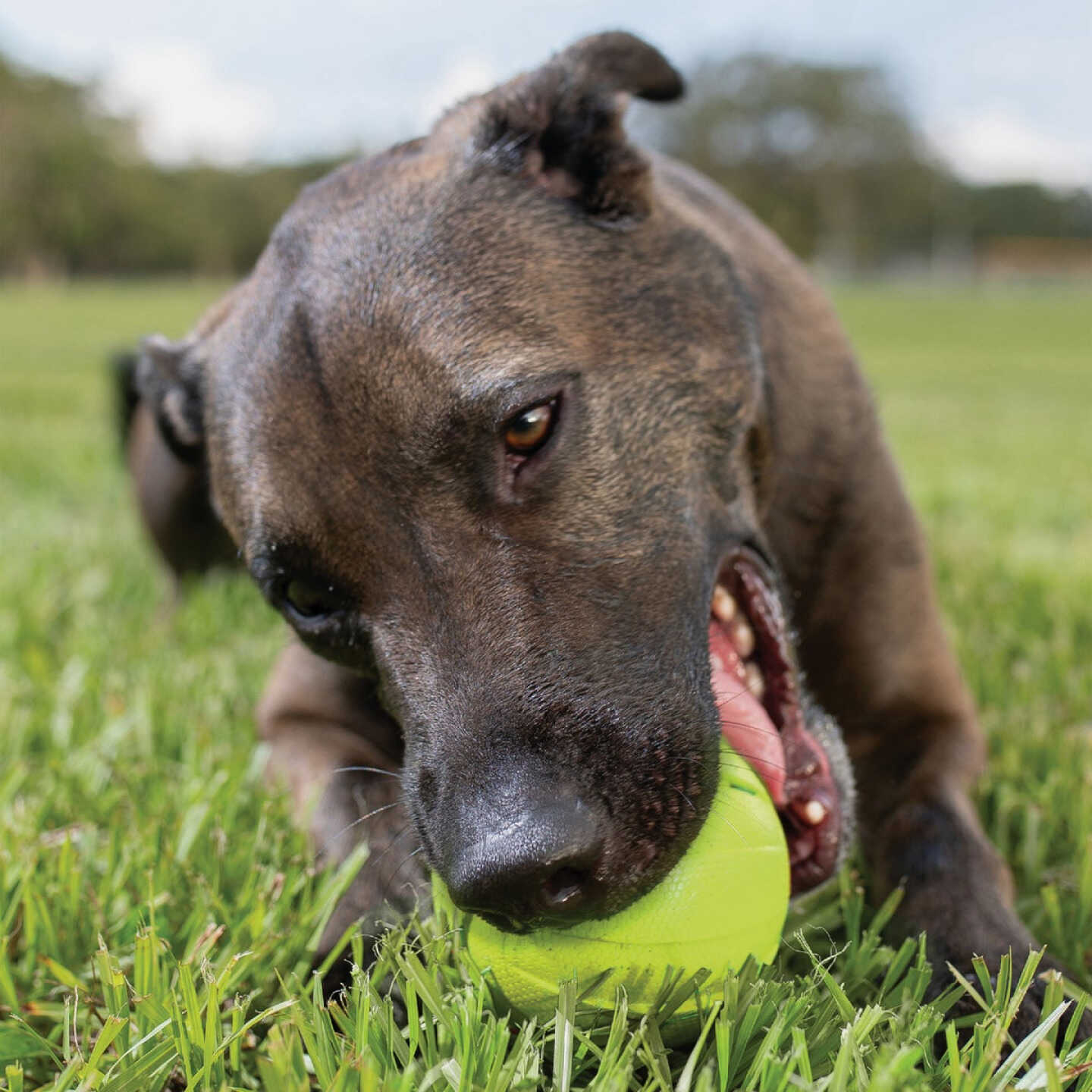 Nerf Dog 3.8 In. Rubber Classic Squeak Ball Image 3