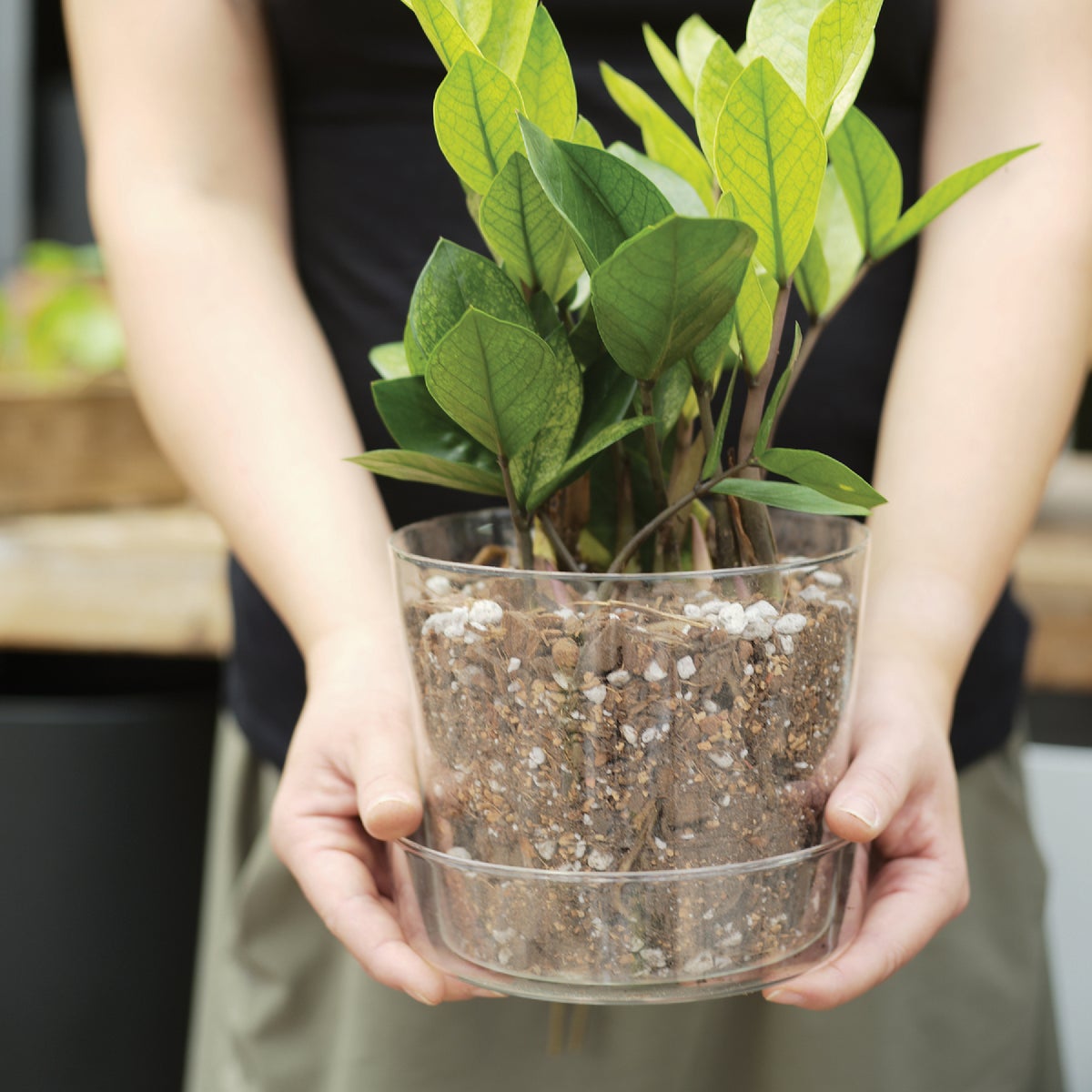 Sol Soils 1 Qt. Houseplant Chunky Mix Image 4