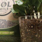 Sol Soils 1 Qt. Houseplant Chunky Mix Image 3