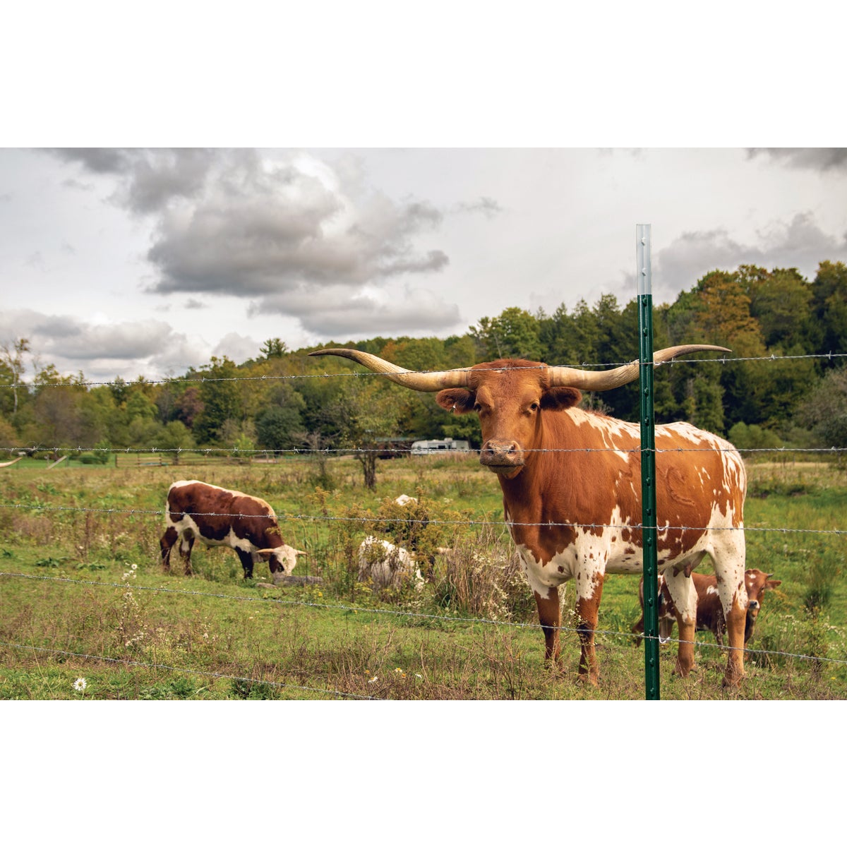 Franklin Industries 5 Ft. Steel 1.25 Lb./Ft. Fence T-Post Image 2