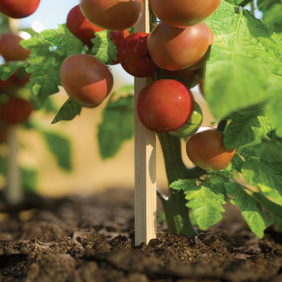 Greenes Fence 3 Ft. Wood Plant Stake Image 2