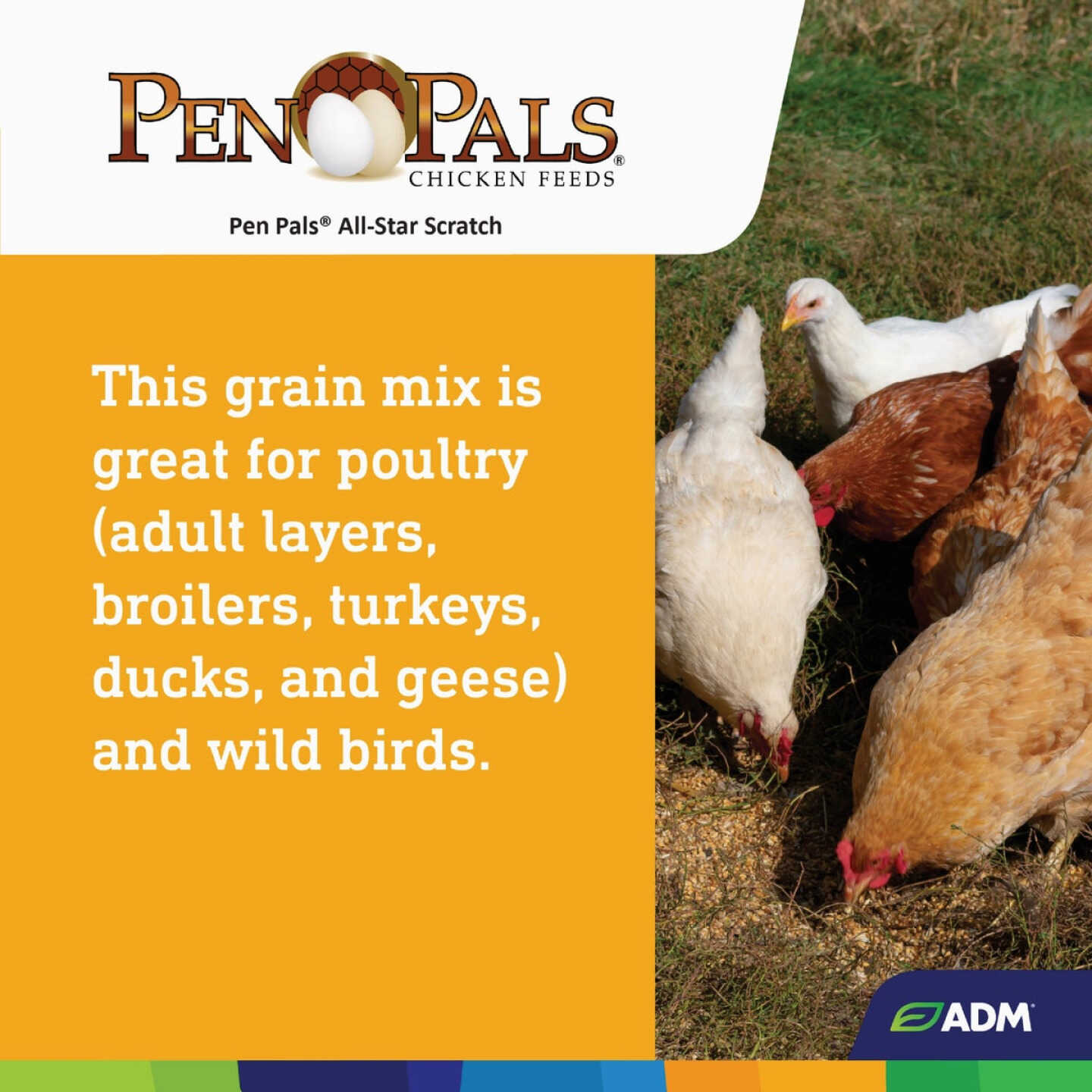 ADM Pen Pals 50 Lb. All-Star Scratch Poultry Grain Mix Image 2