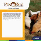 ADM Pen Pals 50 Lb. All-Star Scratch Poultry Grain Mix Image 3