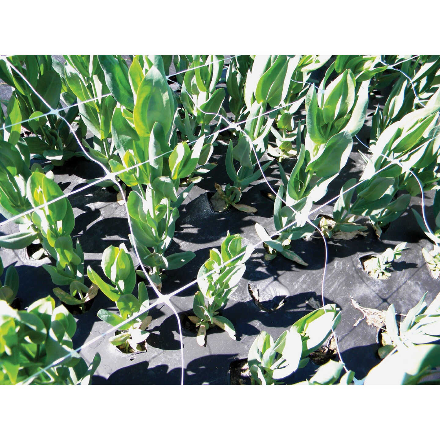 Tenax Hortanova 48 In. x 8 Ft. Polypropylene Trellis Netting Image 3