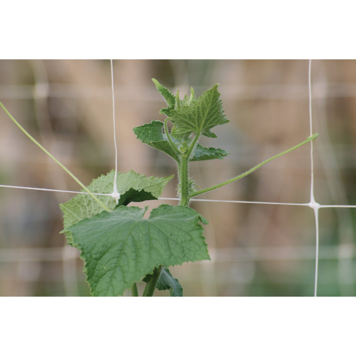 Tenax Hortanova 48 In. x 8 Ft. Polypropylene Trellis Netting Image 6