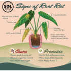 Sol Soils 1 Qt. LECA Balls Image 7