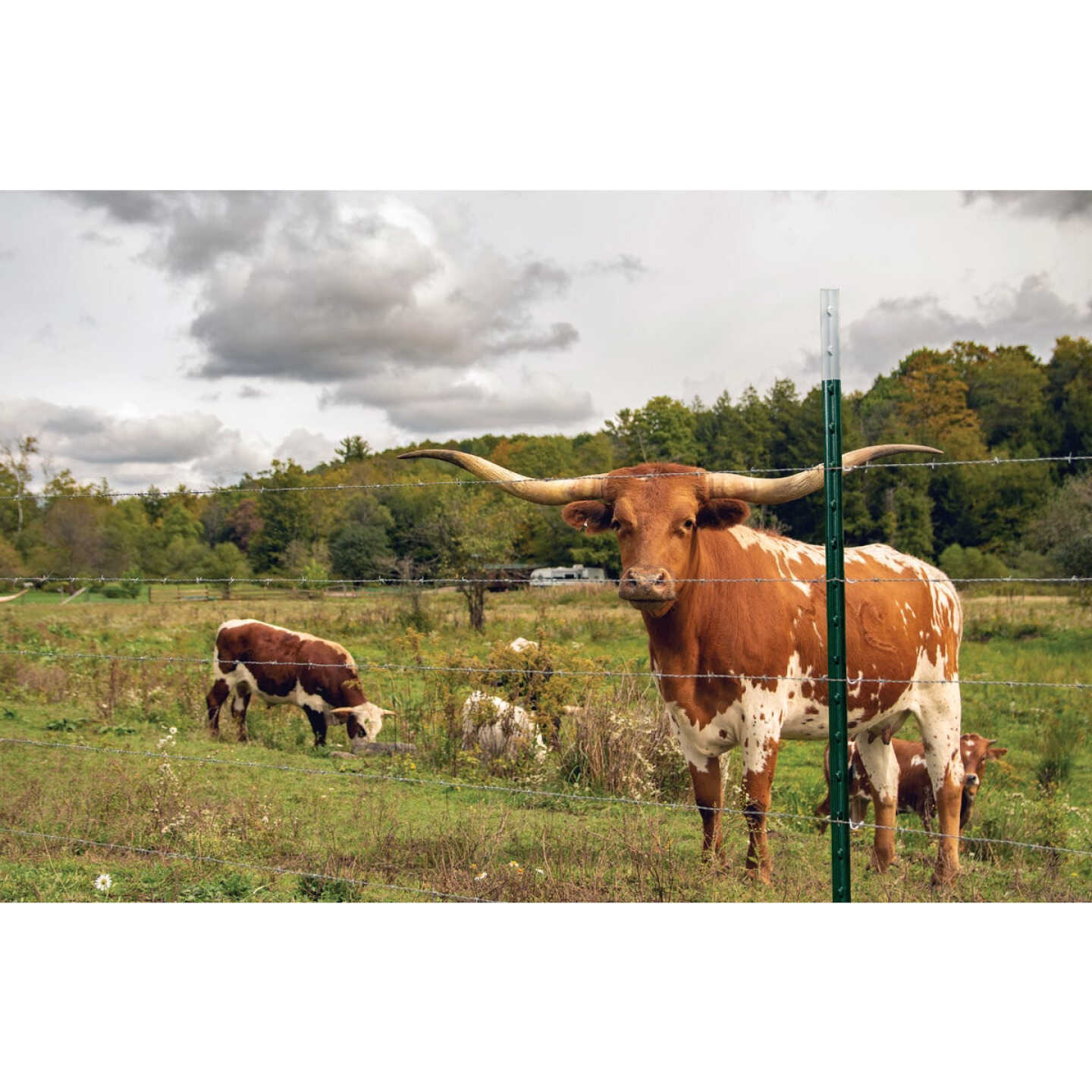 Franklin Industries 6 Ft. Steel 1.25 Lb./Ft. Fence T-Post Image 2