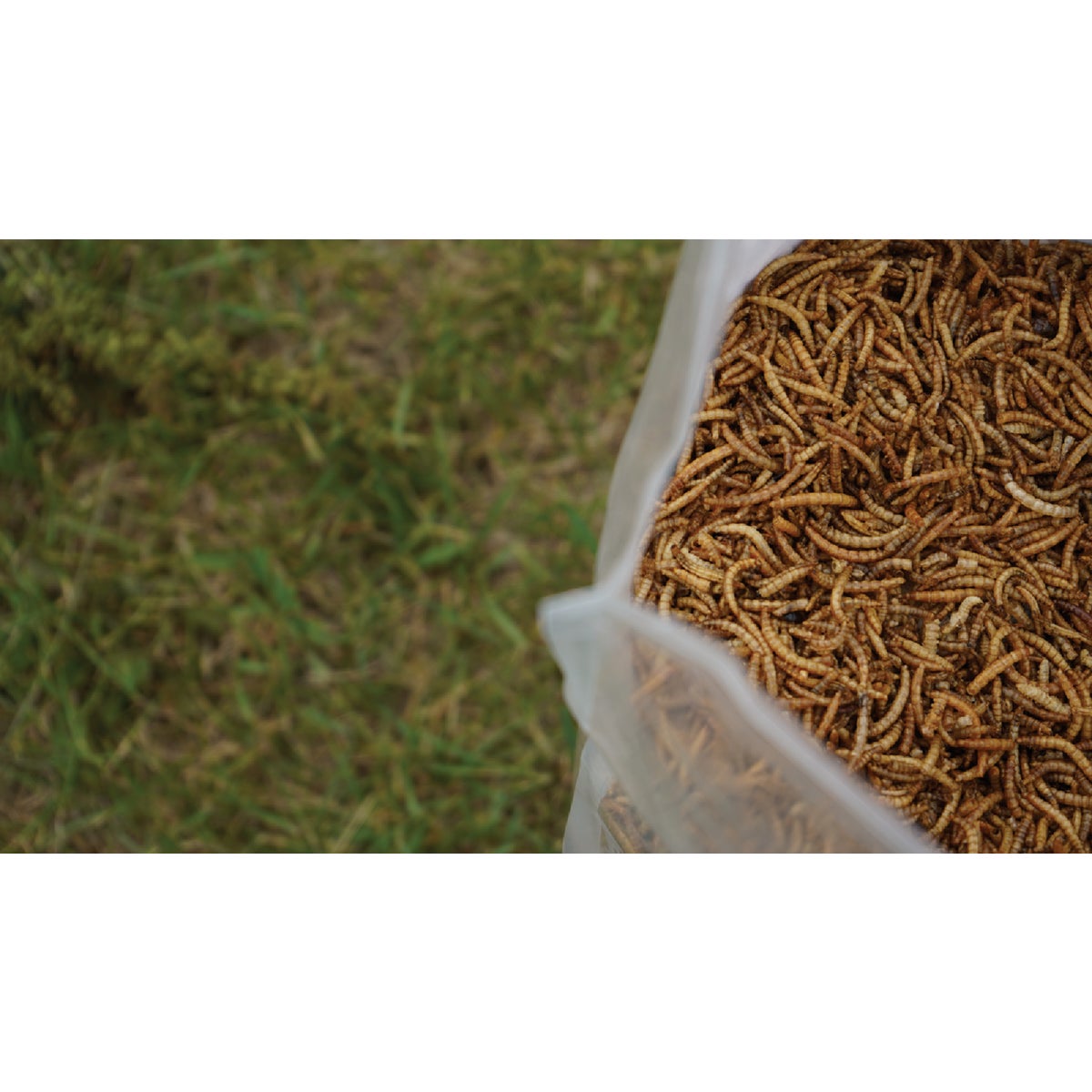 Wonder Grubs 5 Lb. Dried Mealworms Image 3