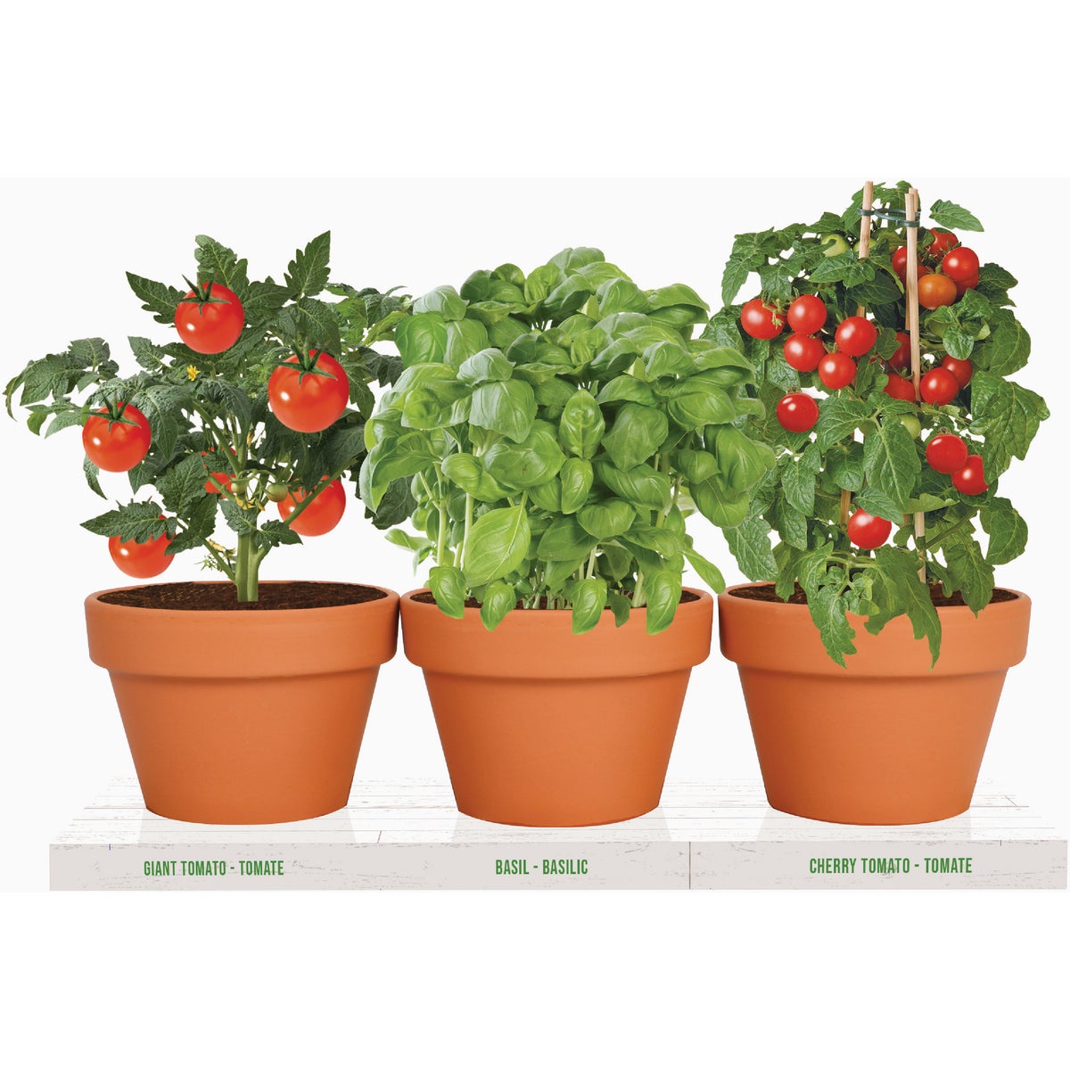 TotalGreen Holland Italian Herb Trio Grow Kit Image 2