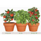 TotalGreen Holland Italian Herb Trio Grow Kit Image 2