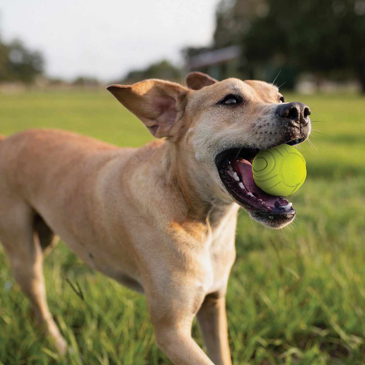 Nerf Dog 2.5 In. Solid Foam Sonic Ball (2-Pack) Image 3