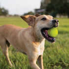 Nerf Dog 2.5 In. Solid Foam Sonic Ball (2-Pack) Image 3