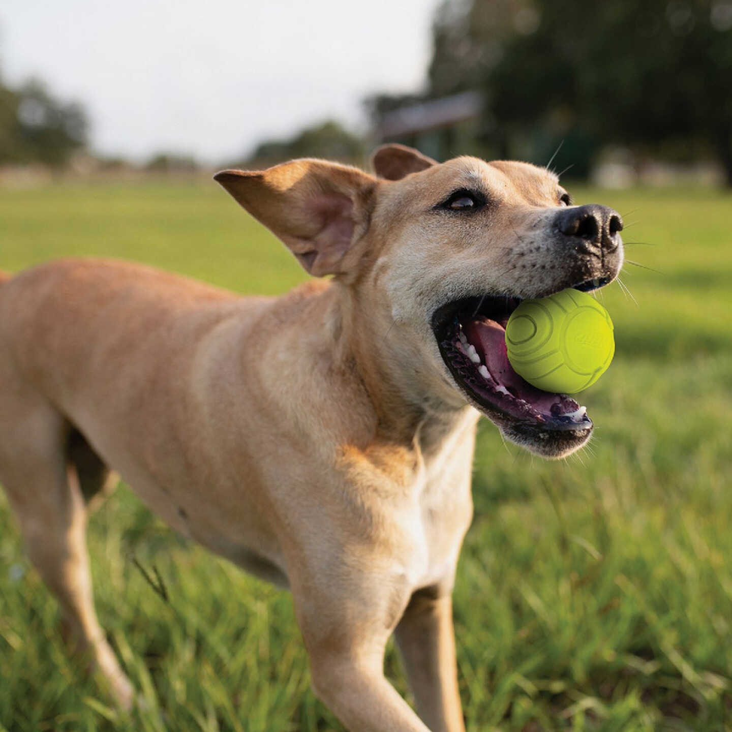 Nerf Dog 2.5 In. Solid Foam Sonic Ball (2-Pack) Image 3