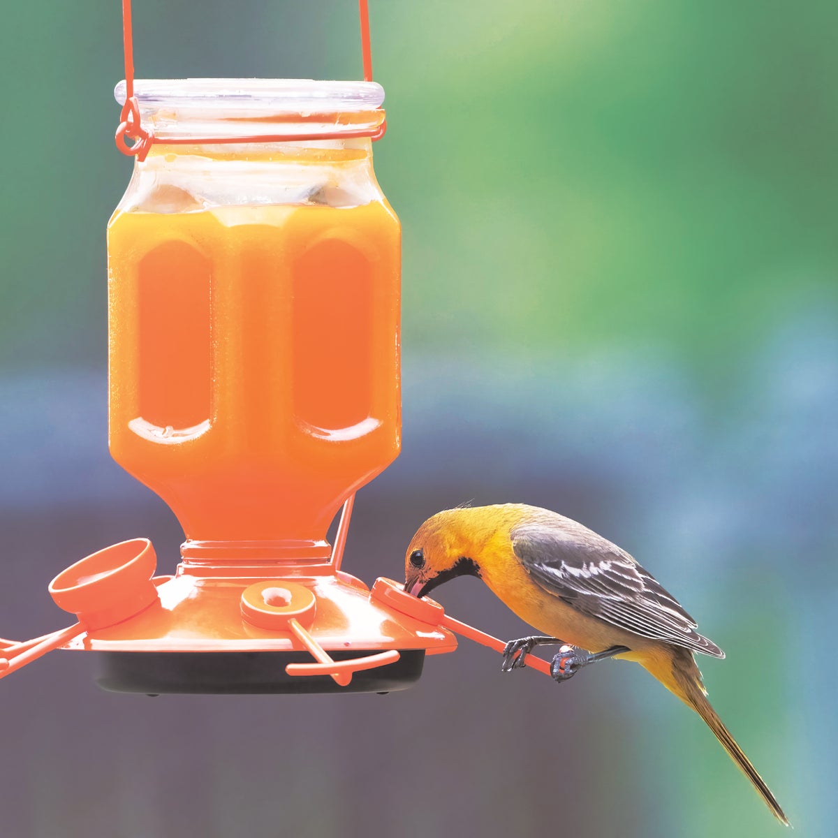 Perky-Pet 16 Oz. Orange Ready To Use Liquid Oriole Nectar Image 2