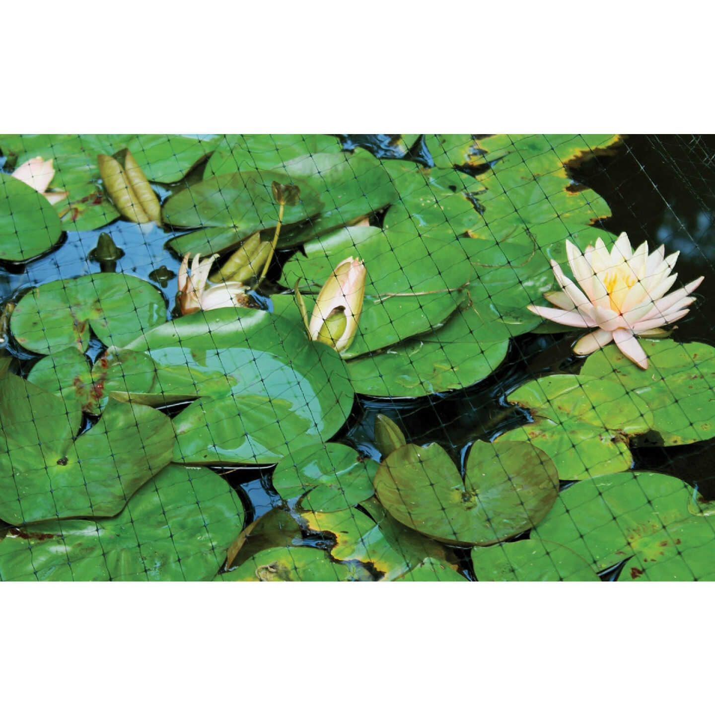 Tenax 3/4 In. x 3/4 In. Mesh 7 Ft. x 100 Ft. Black Plant & Pond Net Image 2