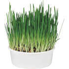 SmartyKat Sweet Greens 1 Oz. Organic Oat Grass Cat Grass Grow Kit Image 4