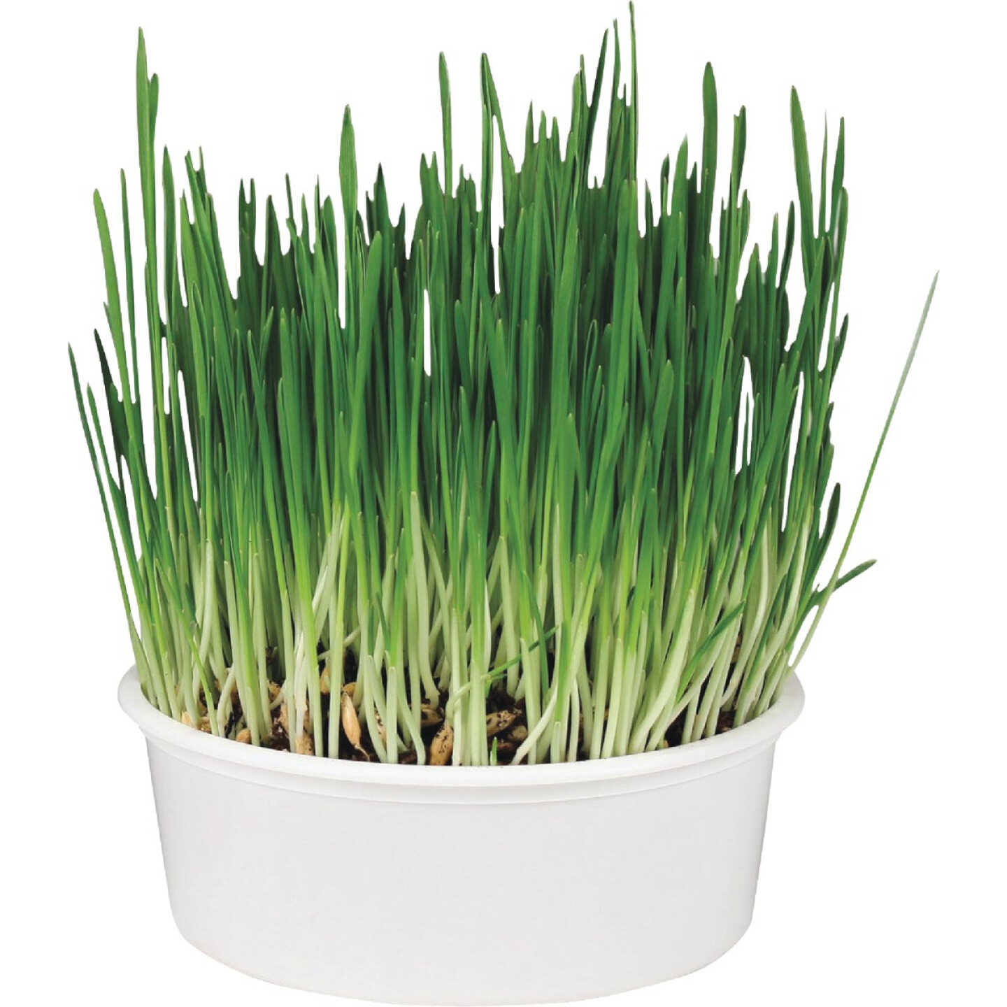 SmartyKat Sweet Greens 1 Oz. Organic Oat Grass Cat Grass Grow Kit Image 4