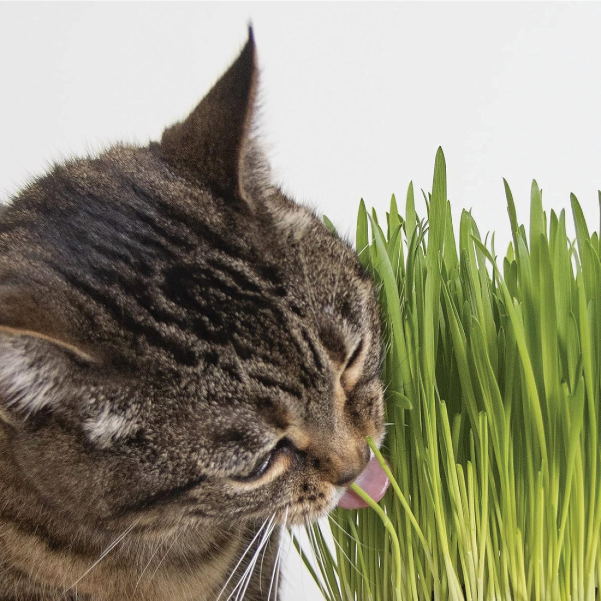 SmartyKat Sweet Greens 1 Oz. Organic Oat Grass Cat Grass Grow Kit Image 3