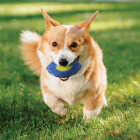 Nerf Dog 5 In. TPR EXO Micro Squeak Football Image 3