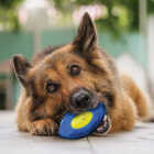 Nerf Dog 5 In. TPR EXO Micro Squeak Football Image 4