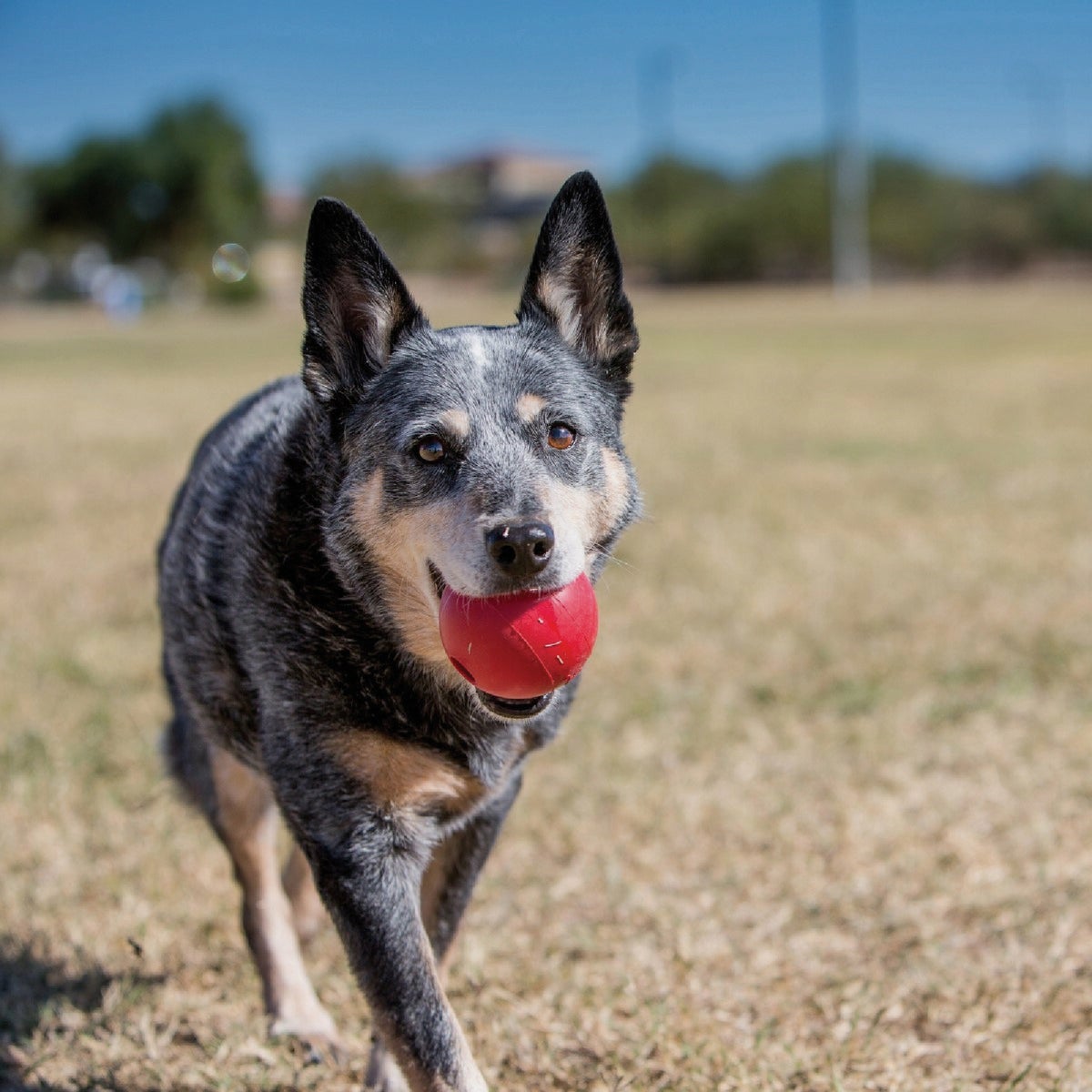 Kong Medium/Large Dog Ball Image 2
