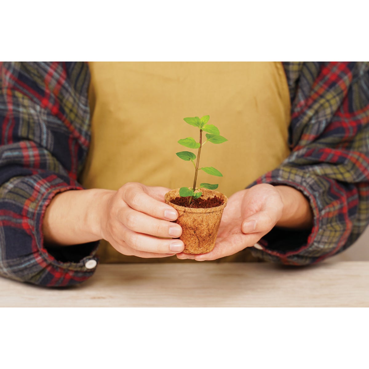 PlantBest 3.25 In. Coconut Coir Plantable Pot (8-Pack) Image 4