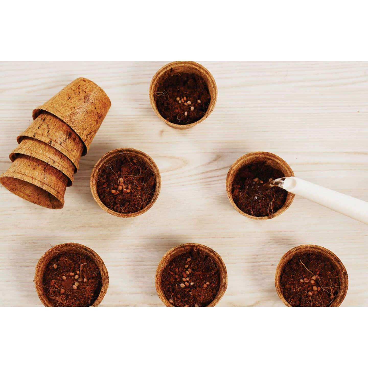 PlantBest 3.25 In. Coconut Coir Plantable Pot (8-Pack) Image 3