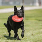 Kong Flyer Large Dog Toy Image 3