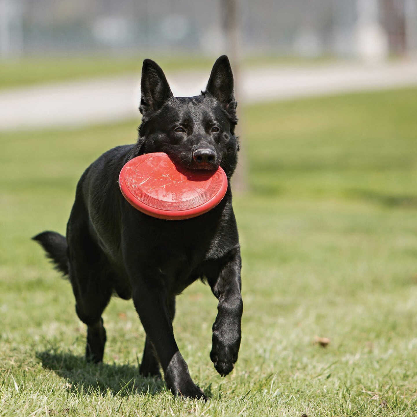 Kong Flyer Large Dog Toy Image 3
