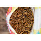 Wonder Grubs Calcium Craze 5 Lb. Black Soldier Fly Larvae Image 2