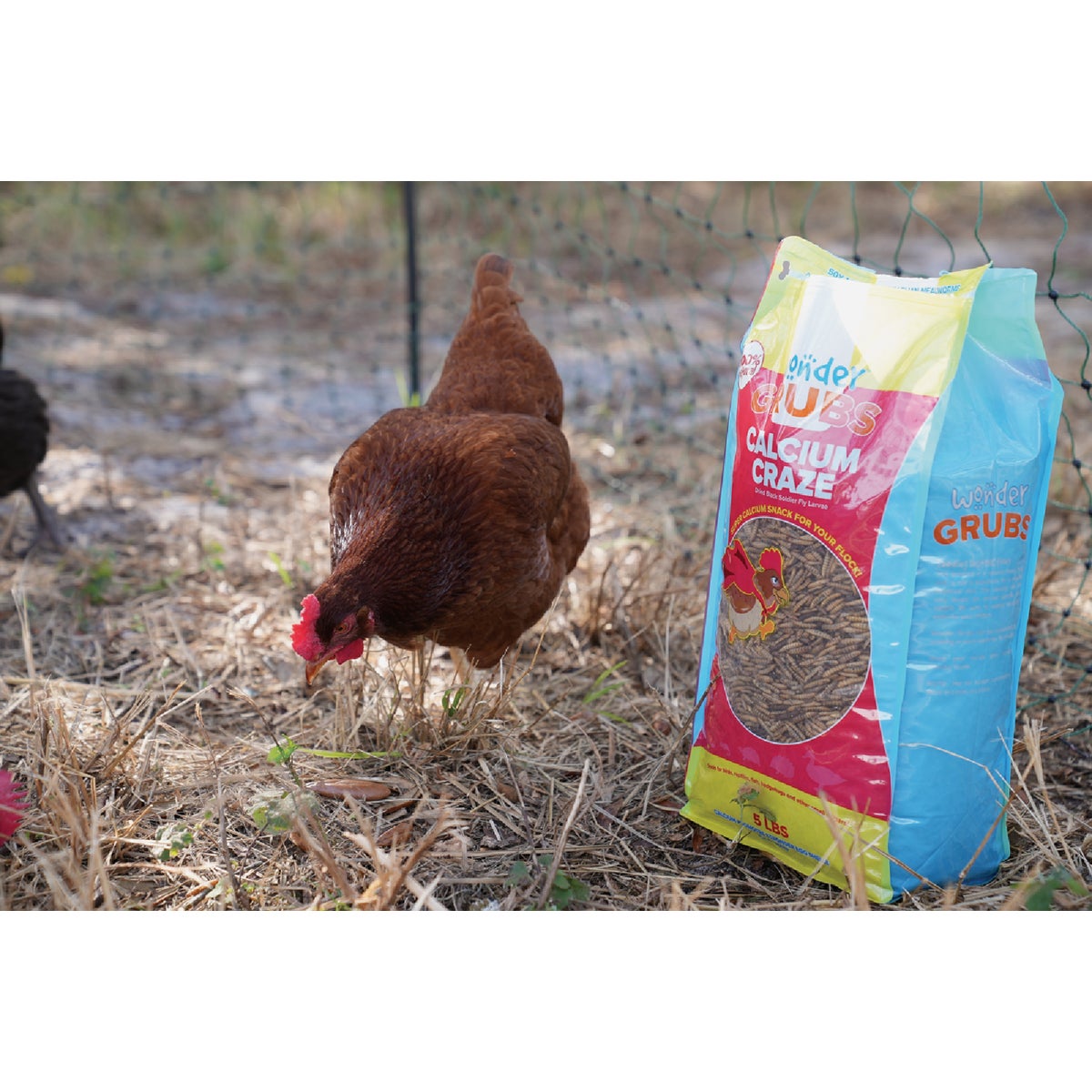 Wonder Grubs Calcium Craze 5 Lb. Black Soldier Fly Larvae Image 3